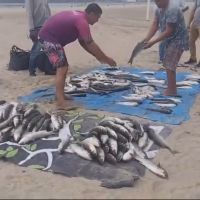 Pescadores capturam mixaria de 237 tainhas