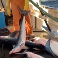 Pescadores jogam fora tubarões-anequim; veja vídeo  