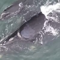 Primeiro filhote de baleia-franca da temporada é avistado  