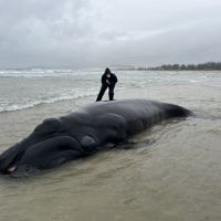 Filhote de baleia-franca encalha na praia de Imbituba