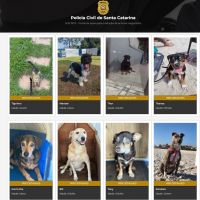 Polícia Civil lança portal para adoção de animais resgatados e vítimas de maus-tratos