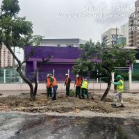 Obras na Marcos Konder chegam à fase das calçadas e transplante de árvores