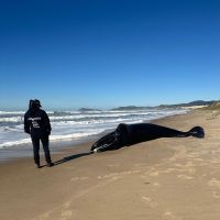 Morre filhote de baleia-franca que não encontrou a mãe após ser desencalhado em praia catarinense