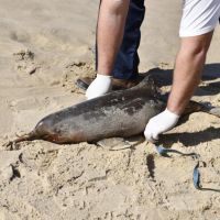 Filhote de golfinho  aparece morto na Lagoa do Cassino  