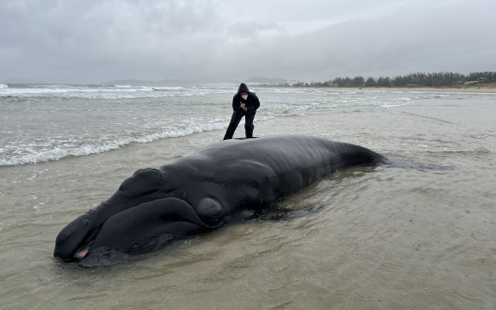 Animal voltou a nadar para a costa perto do meio-dia desta segunda-feira (Foto: Divulgação Instituto Australis)