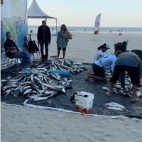 Pescadores da Praia Central de BC capturam mais de 2 mil tainhas; veja  