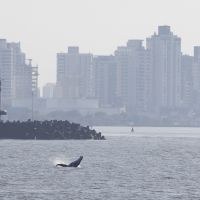 Mãe e filhote de baleia jubarte são avistados em Itajaí 