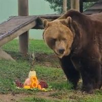 Urso-pardo ganha festa de aniversário no zoológico para comemorar oito anos     