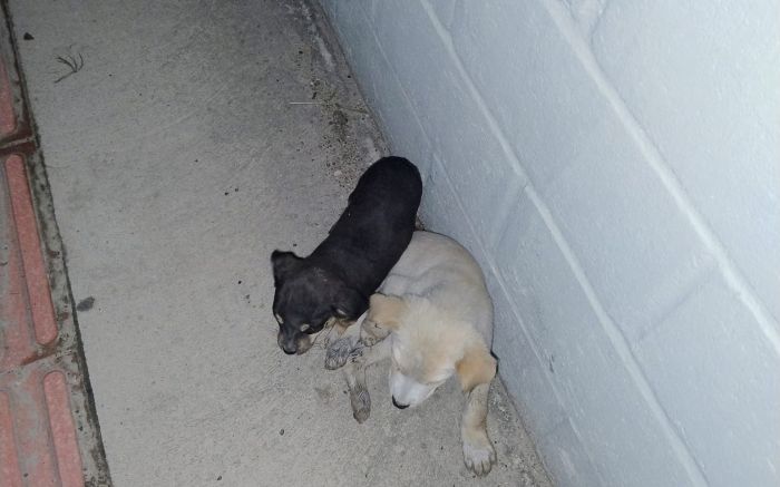 Morador levou cães pra casa e conseguiu doar após divulgação nas redes (Foto: Leitor)