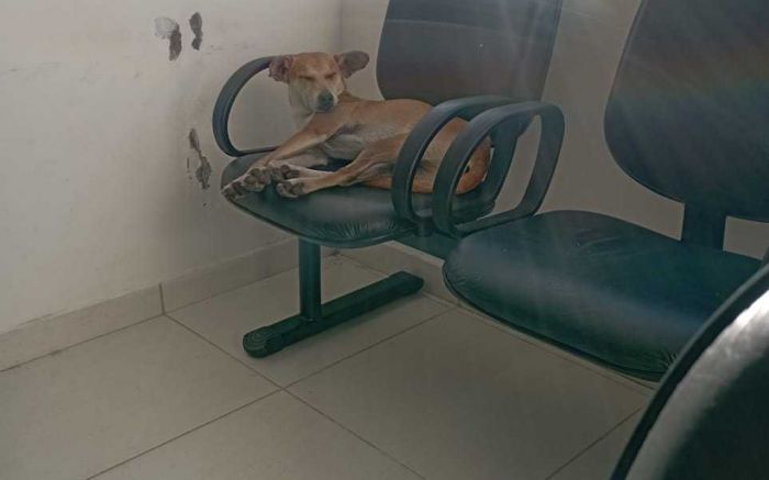  Doguinhos estão ocupando cadeiras na sala de espera (Foto: Leitor)