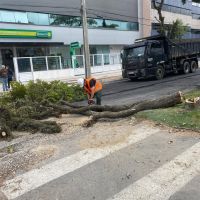 Prefeitura de Itajaí derruba 10 árvores da Marcos Konder