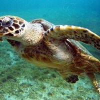 Conheça 10 animais em risco grave de desaparecer em Santa Catarina  