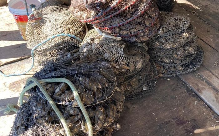 Interdição ocorre por conta da maré vermelha  
(Foto: Divulgação Cidasc)