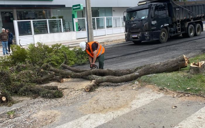 Dez árvores foram derrubadas neste final de semana na avenida mais linda de Itajaí
(Foto: Leitor)