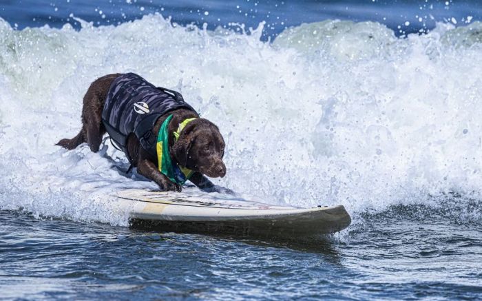 Campeonato Mundial de Surf Dog aconteceu na Califórnia no início do mês (Foto: Reprodução/Redes sociais)
