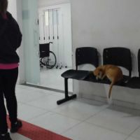 Dogs caramelos continuam dormindo no CIS Gravatá 