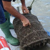 Cultivo de ostras e mexilhões é liberado em Penha após “maré vermelha”  