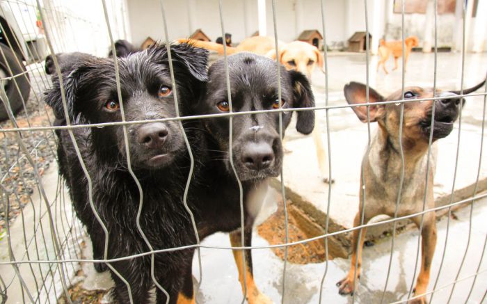 Protetores de SC deverão preparar pets pra adoção e terão prioridade na castração de animais sob seus cuidados
(Foto: Divulgação/Agência AL)