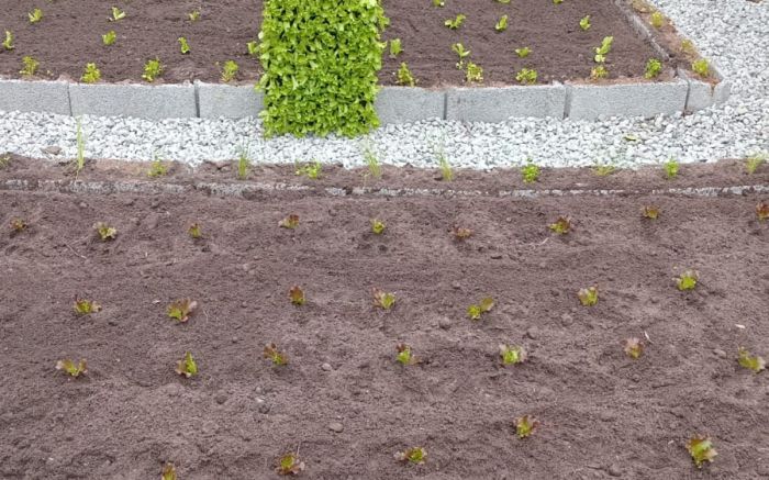 Foram plantadas mudas de alface crespa, cebolinha verde, salsinha e couve (Foto: Leitor)