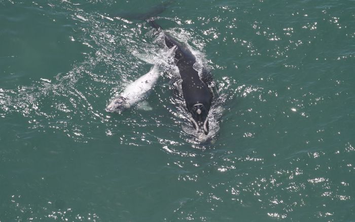 A baleia-franca ainda é uma espécie ameçada de extinção
(Foto: Carolina Bezamat)