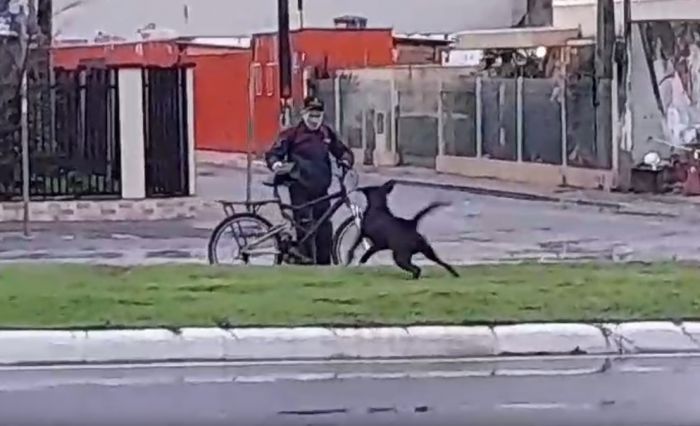 Animais estariam atacando pessoas na avenida (Foto: Arquivo)