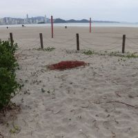 Três metros de restinga da Praia Central foram vandalizados 