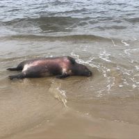 Capivara aparece morta na praia de Morrinhos