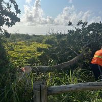 Corte de árvores na restinga da Brava foi autorizado pela prefeitura