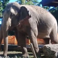 Decisão proíbe que elefanta Baby, do parque Beto Carrero, seja levada para zoológico paulista   