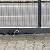 Lagarto reage a pedradas e vídeo viraliza nas redes