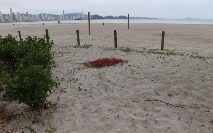 Restinga é Área de Preservação Permanente pelo IMA (Foto: Divulgação/PMBC)