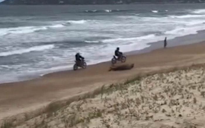 Até motos foram flagradas passando na praia ao lado dos animais (Foto: Reprodução)  