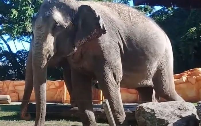 Baby, considerada a elefanta mais velha do Brasil, era do zoo do Beto Carrero, que encerrou as atividades (Foto: Reprodução)