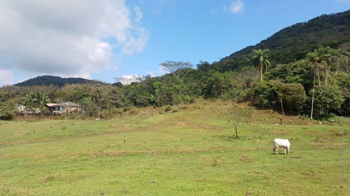 O uso de veneno tem destruído nascentes e plantações (Foto: Leitor)