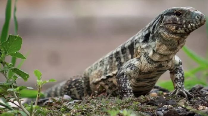 Hector Augusto tentou espantar um lagarto jogando pedras, mas foi surpreendido pela reação do animal (Foto: Divulgação) 