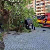 Árvore despenca sobre motociclista parado em tabacaria