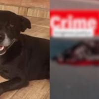 Polícia busca homem que matou cachorro com tiros de 9mm na rua 