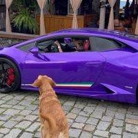 Dog Berlim viraliza ao tentar competir com um Lamborghini em Balneário Camboriú