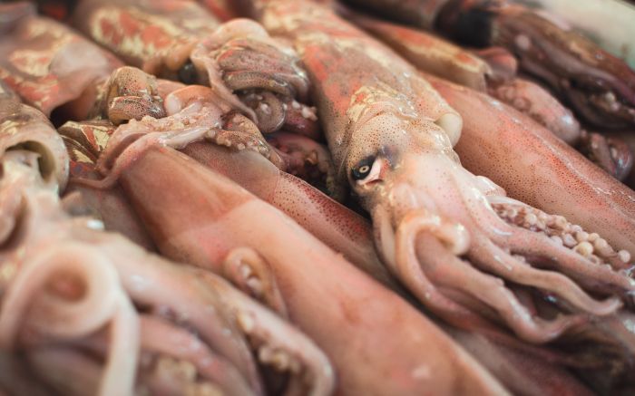 Novidade deve aumentar a oferta de lula em mercados de peixe
 (Foto: Agência Brasil)