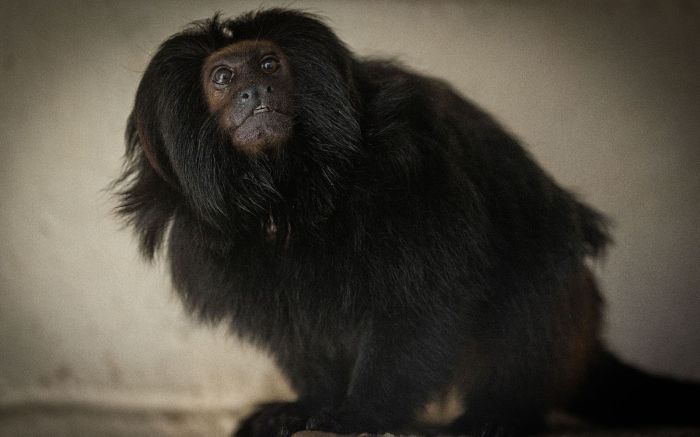 Espécie ameaçada de extinção ganhou novo lar para garantir preservação (Foto: Zoo de São Paulo)