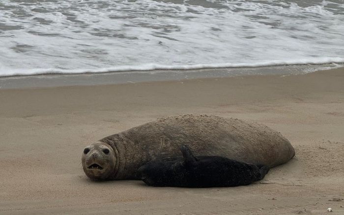 Encalhe foi registrado na praia do Siriú (Foto: arquivo)