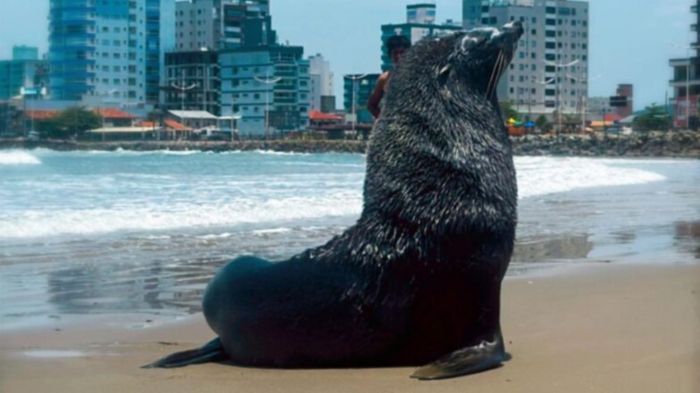 Espécie foi identificada como lobo-marinho-sul-americano (Foto: Vitor Amaro)