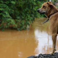 Quase 185 mil animais foram abandonados em 2023 no Brasil