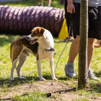 Balneário Piçarras inaugura primeiro parque exclusivo para animais