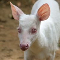 Único veado albino do Brasil pode ser visitado