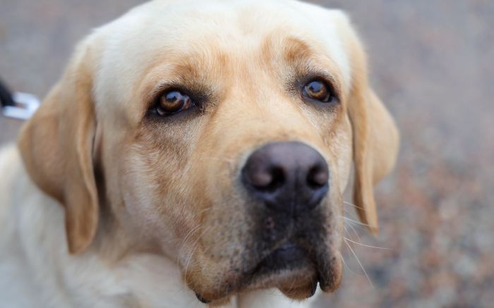 Animais doentes, falta de espaço, mudança de casa e fêmeas prenhas são as principais causas de abandonos (Foto: Secom/Ricardo Trida)