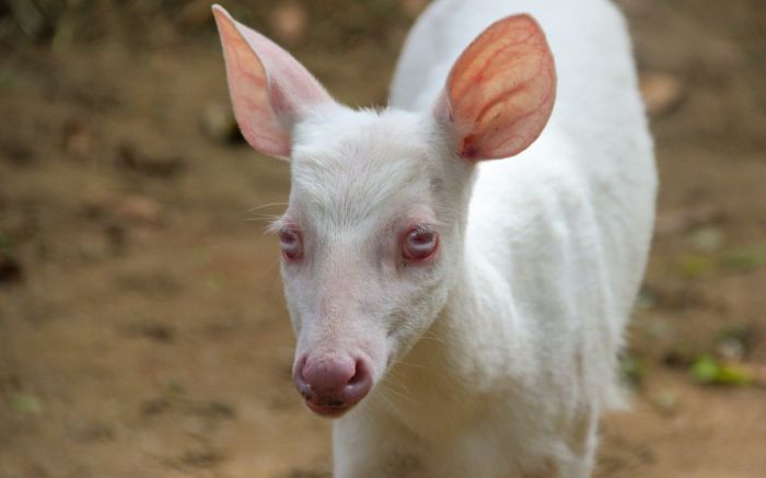 O albinismo atinge um animal em cada 20 mil (Foto: Divulgação/Zoo de Brusque)