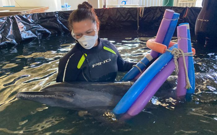 Animal está sob os cuidados do Projeto de Monitoramento de Praias da Bacia de Santos (Foto: Divulgação)