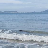 Capivarinha curte a praia de Cabeçudas