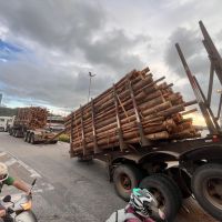 Caminhão carregado com toras de madeira quebra no trevo e provoca caos no trânsito